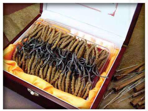 桐梓冬虫夏草回收